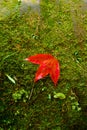 Red Maple leaf Royalty Free Stock Photo